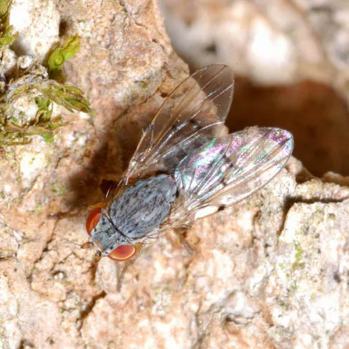Odinia maculata