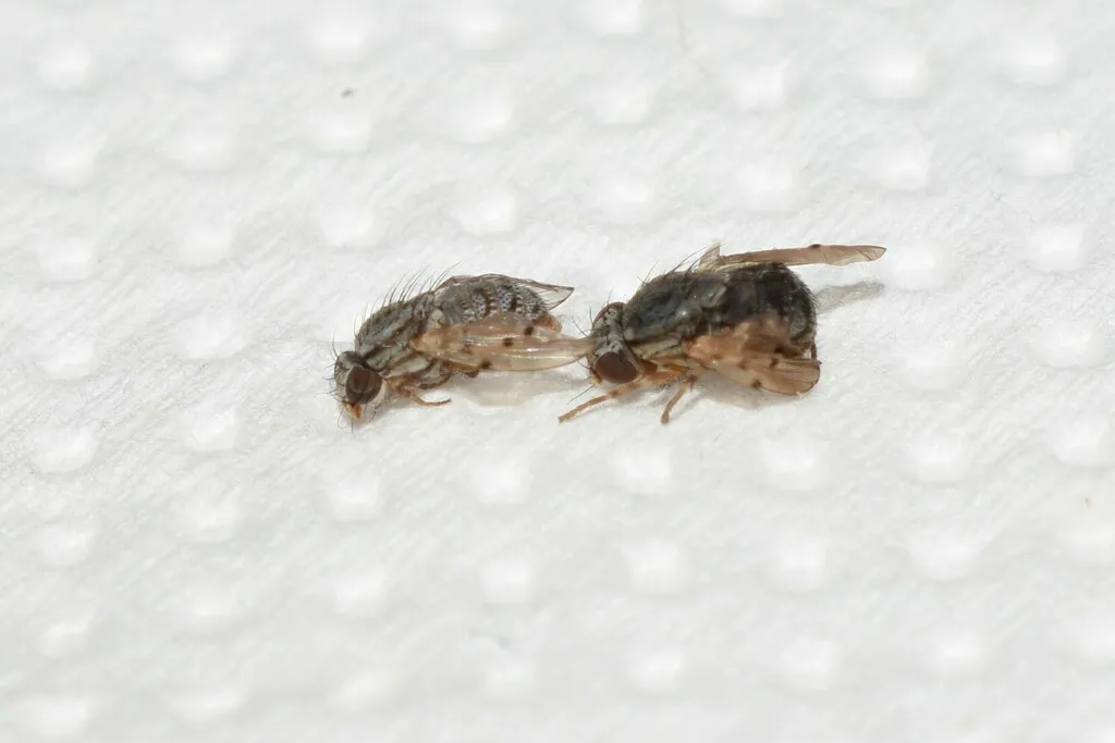 Odinia meijerei - photo 2