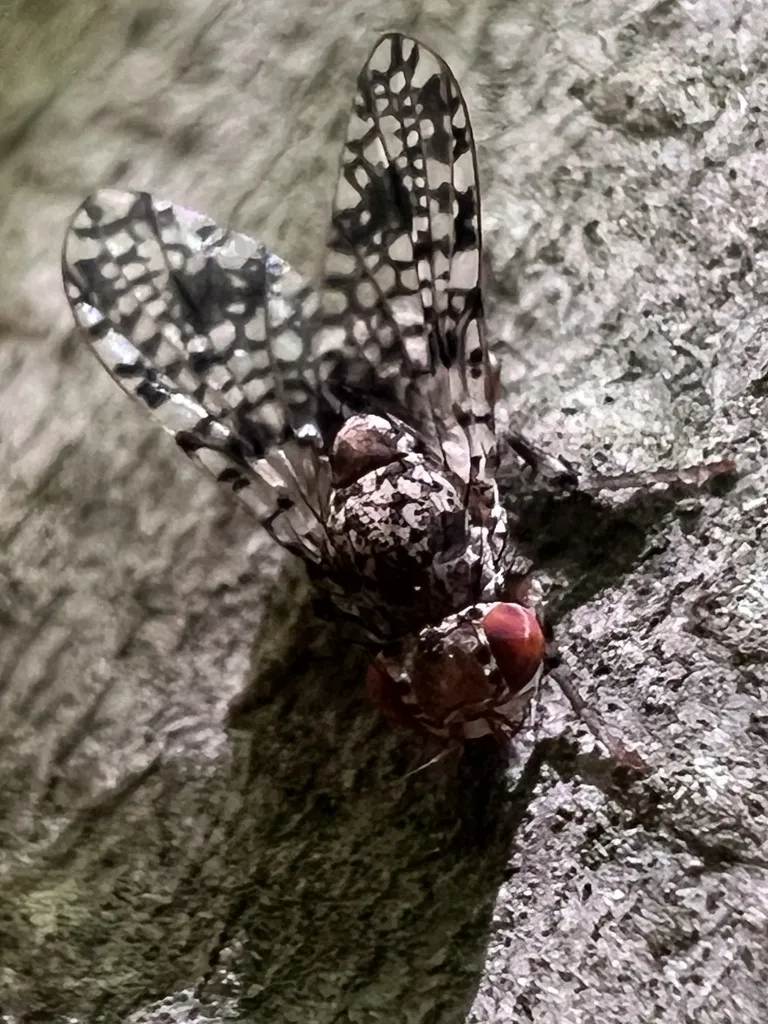 Odinia picta - photo 2
