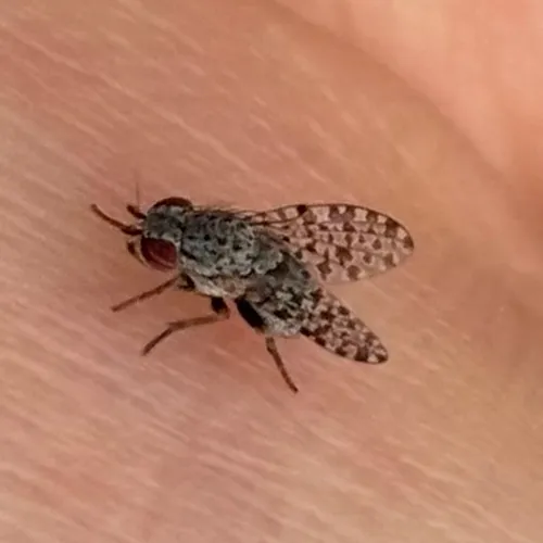 Odinia williamsi