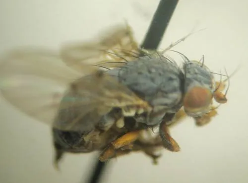 Odinia xanthocera