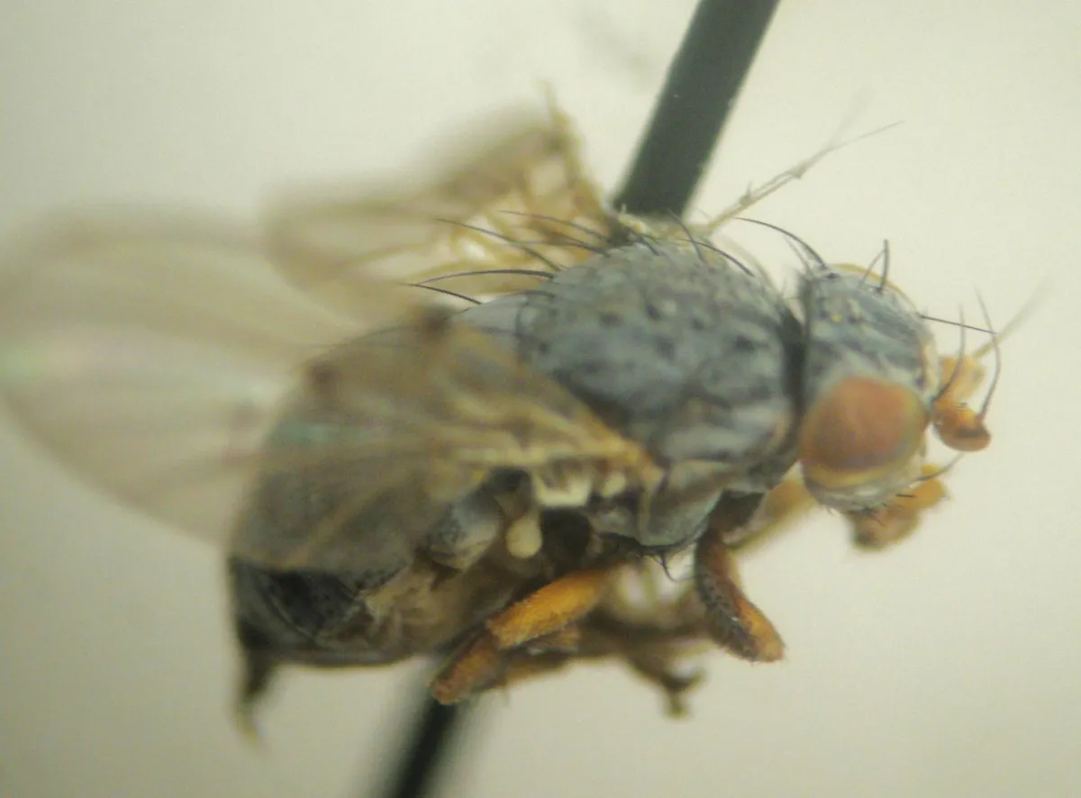 Odinia xanthocera - photo 3