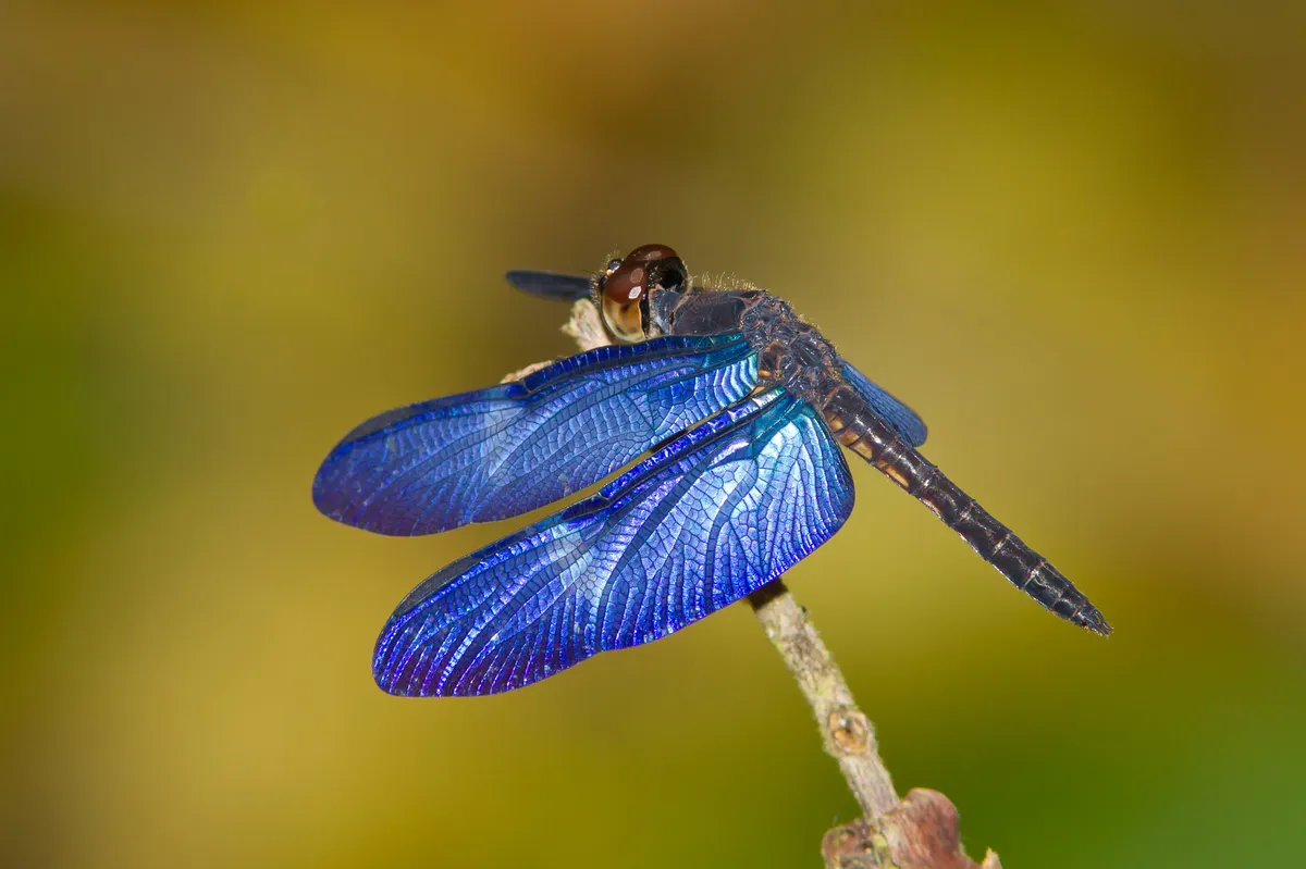 Dragonflies and Damselflies - photo 2