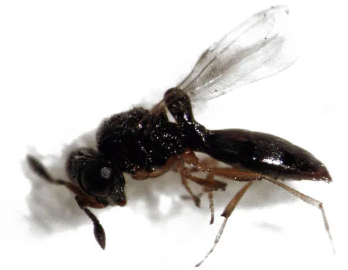 Odontacolus berryae