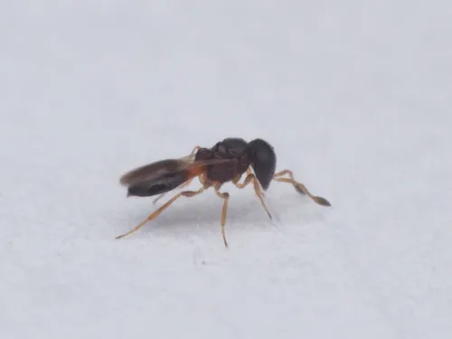Odontacolus pintoi
