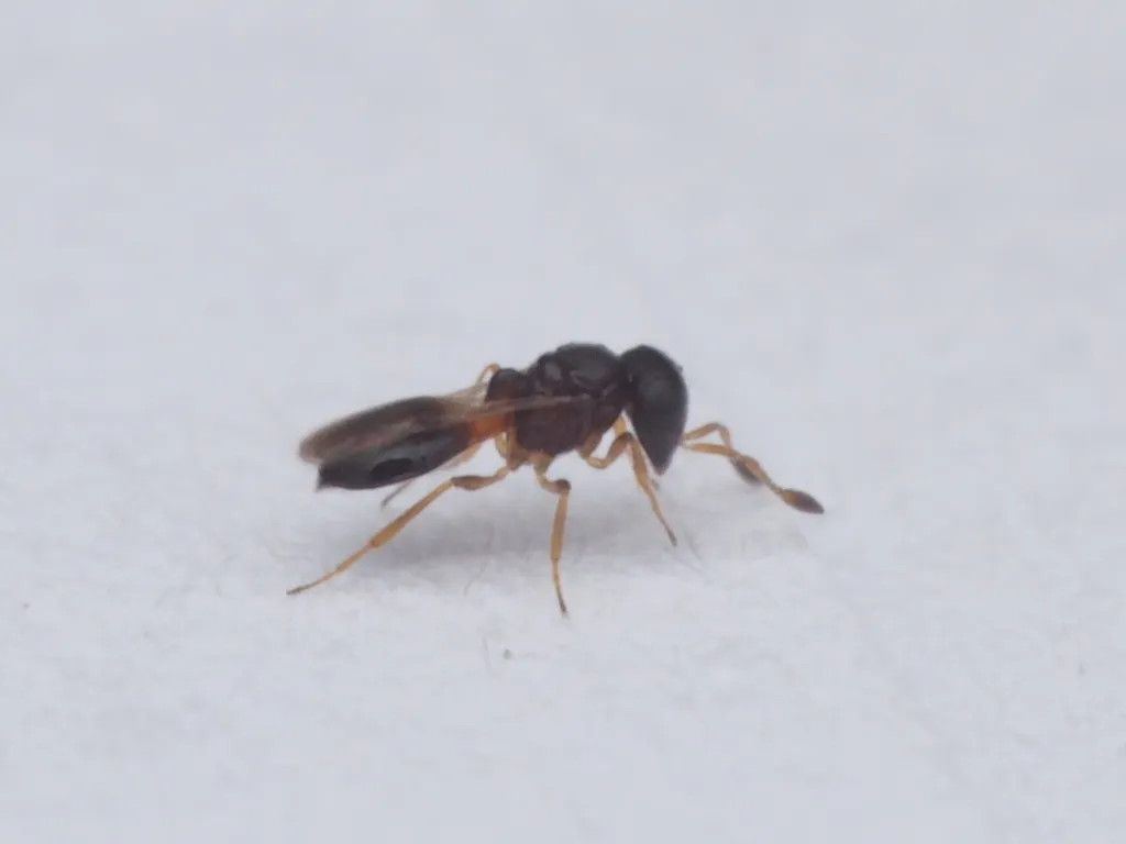 Odontacolus pintoi - photo 2