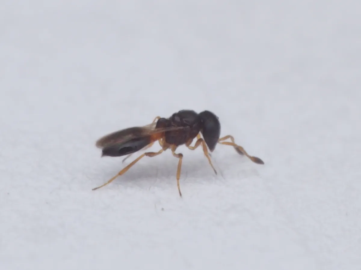 Odontacolus pintoi - photo 3