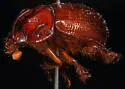 Odonteus alabamensis
