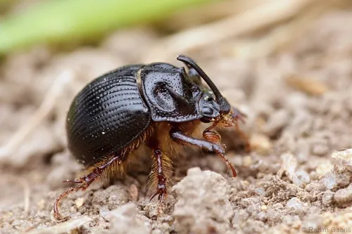 horned dor beetle