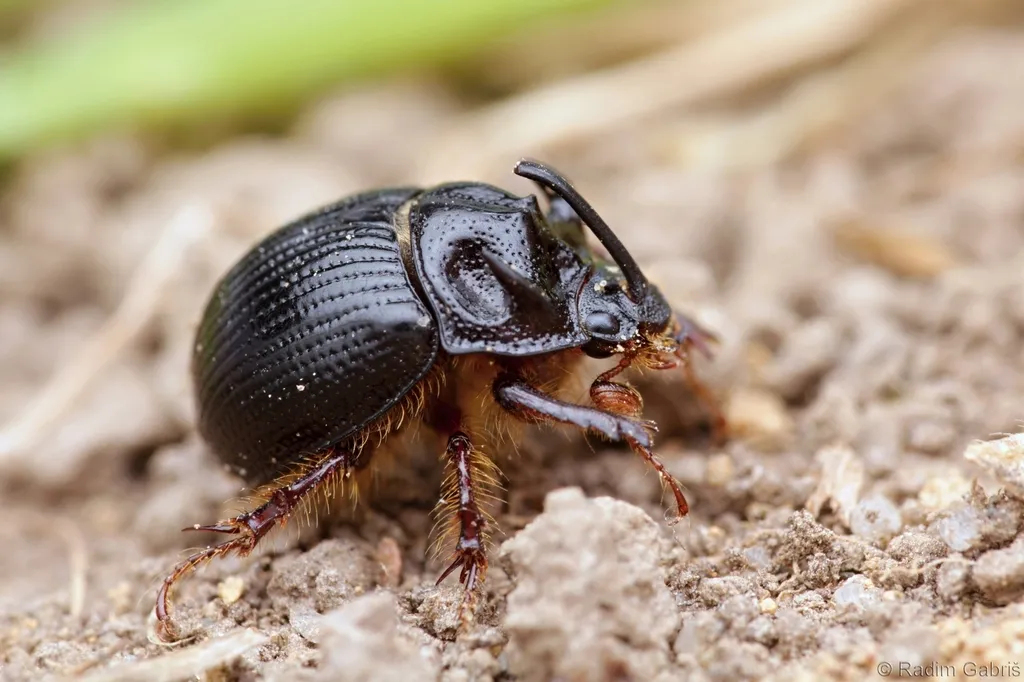 horned dor beetle - photo 2