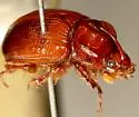 Odonteus darlingtoni