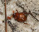 Odonteus darlingtoni - photo 2