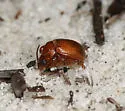 Odonteus darlingtoni - photo 3