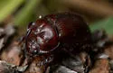 Odonteus darlingtoni - photo 4
