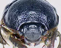 Odonteus falli - photo 3