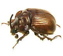 Odonteus filicornis