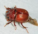 Odonteus liebecki