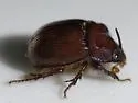 Odonteus liebecki - photo 3