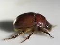 Odonteus liebecki - photo 4