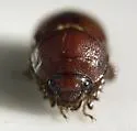 Odonteus liebecki - photo 5