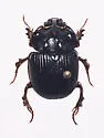 Odonteus obesus