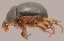 Odonteus obesus - photo 2