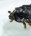 Odonteus obesus - photo 4