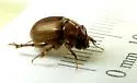 Odonteus thoracicornis