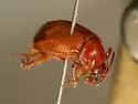 Odonteus thoracicornis - photo 2