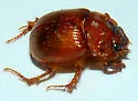 Odonteus thoracicornis - photo 3