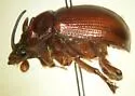 Odonteus thoracicornis - photo 4