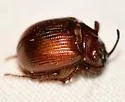Odonteus thoracicornis - photo 5