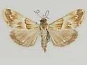 Odontivalvia radialis - Hodges#4829 - Odontivalvia radialis