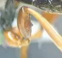 Odontocolon mellipes - photo 2