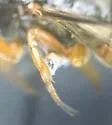 Odontocolon mellipes - photo 4