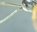 Odontocolon mellipes - photo 5