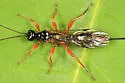Odontocolon ochropus - Odontocolon ochropus