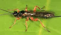 Odontocolon ochropus - photo 2