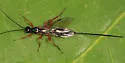 Odontocolon ochropus - photo 3