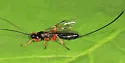 Odontocolon ochropus - photo 4