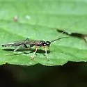 Odontocolon vicinum
