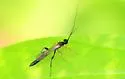 Odontocolon vicinum - photo 4