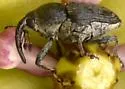 Odontocorynus calcarifer