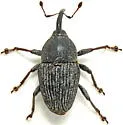 Odontocorynus calcarifer - photo 2