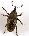 Odontocorynus falsus