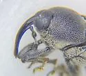 Odontocorynus falsus - photo 3