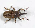 Odontocorynus falsus - photo 4