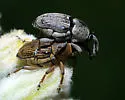 Odontocorynus larvatus - Odontocorynus larvatus