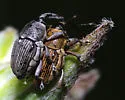 Odontocorynus larvatus - photo 2