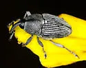 Odontocorynus larvatus - photo 3